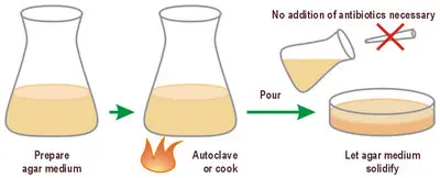 Antibiotikamedien-Ablaufschema.jpg