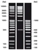 CL22_Bande_ai.jpg